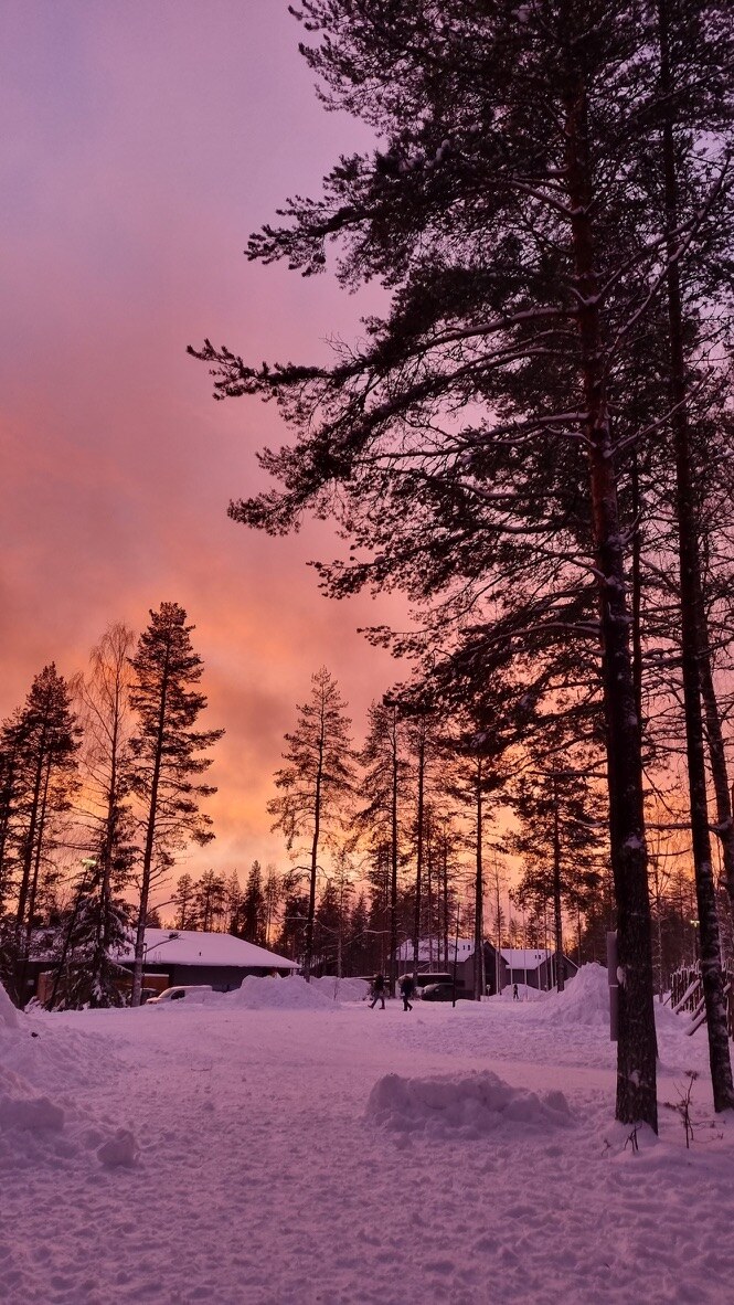Snowy forest at sunset